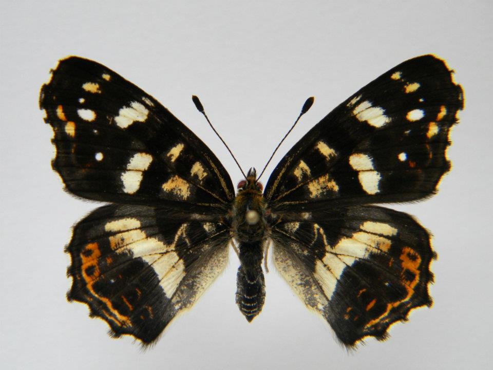 Araschnia levana abb (Internet Image property of respective owner, non-commercial use only)